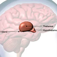 Scientists say the hidden “third eye” inside your skull is the bizarre reason you can see