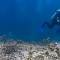 Even careful scuba divers can damage coral reefs