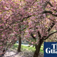 Whistler by Ann Patchett review – a saccharine story of reunion