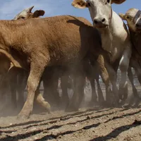 Canada restricts U.S. livestock imports from areas affected by screwworm