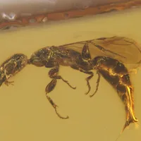 The amusing story of how a scientist F1 fan named a wasp after Oscar Piastri