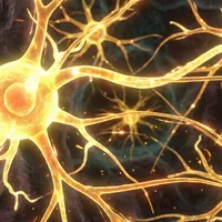 Nanoplastics cause abnormal branch growth in neurons
