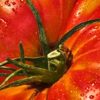 What Are Heirloom Tomatoes? A Complete Guide