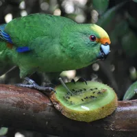 Critically endangered New Zealand parakeet gets lifeline from randy pair