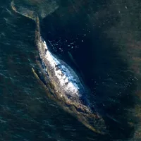 Carcass of Timmy the humpback whale brought to shore in Denmark