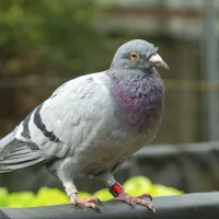A new study says homing pigeon livers act like compasses. Other experts aren’t so sure