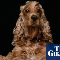 The problem with Britain’s dog obsession | Letters