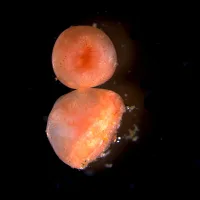 The secret to immortality might be a sea cucumber