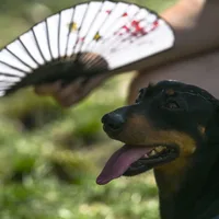 They call it stupid hot for a reason: Heat muddles animal brains
