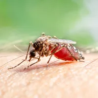 Can DEET attract mosquitoes? A lab study offers clues